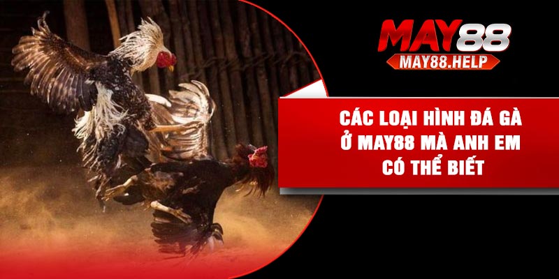 Các loại hình đá gà ở May88 mà anh em có thể biết