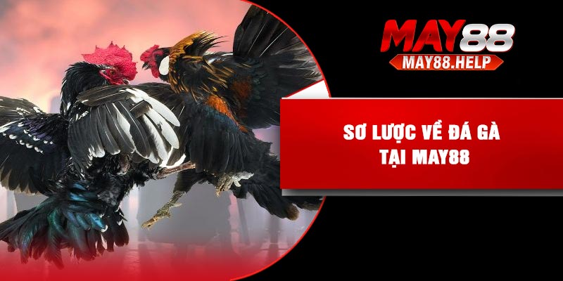 Sơ lược về đá gà tại May88