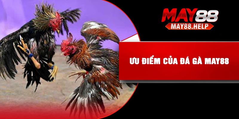 Ưu điểm của đá gà May88